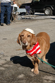 Nellie the four-wheeing and patriotic dog