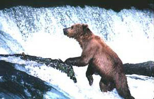 del albright, bear story, brown bear, alaska brown bears