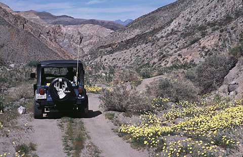 Jeep in Cottonwood Canyon, Death Valley