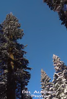 Trees with snow on limbs in forest
