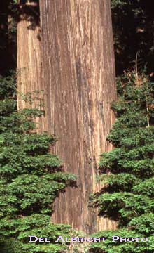 Redwood tree trunk and small redwood trees in forest