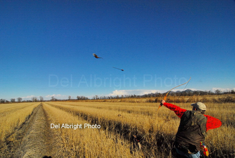 Arrow in flight from bow hunter after pheasant in flight