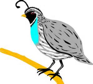 Quail