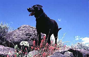Black Lab Dog Mike in desert, skylined in rocks