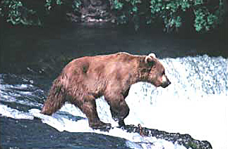 Alaska Brown Bear fishing in waterfalls, Katmai National Park