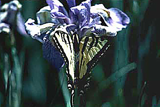Tiger Swallowtail butterfly on a wild iris flower