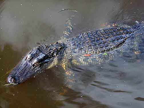 Alligator on top of water in Louisianna
